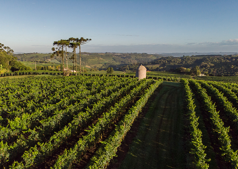pesquisa ajuda brasil a conquistar denominacao de origem de espumante 1