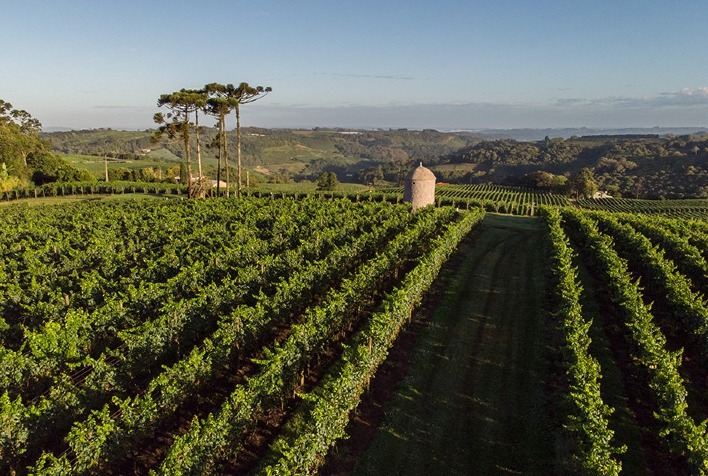 Pesquisa ajuda Brasil a conquistar denominação de origem de espumantes