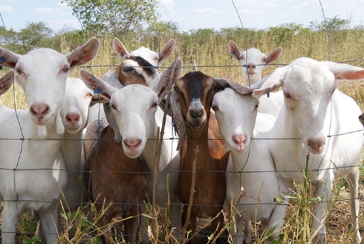 Pesquisa aponta necessidade de plano para prevenção de doenças em caprinos leiteiros