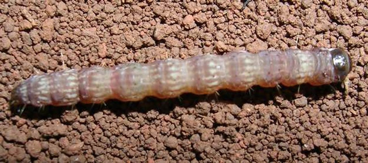 pesquisador brasileiro e convidado para comite internacional que estuda sobre praga que atinge diversas culturas