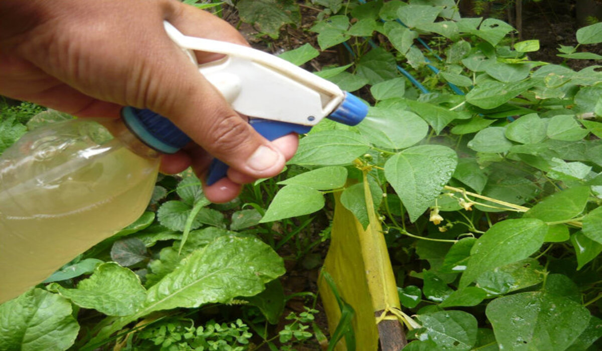 Pesquisadores desenvolvem fungicidas naturais 1 Pesquisadores desenvolvem fungicidas naturais