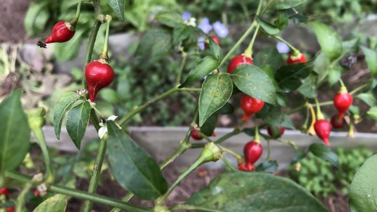 pimenta biquinho beneficios e tecnicas de cultivo 1