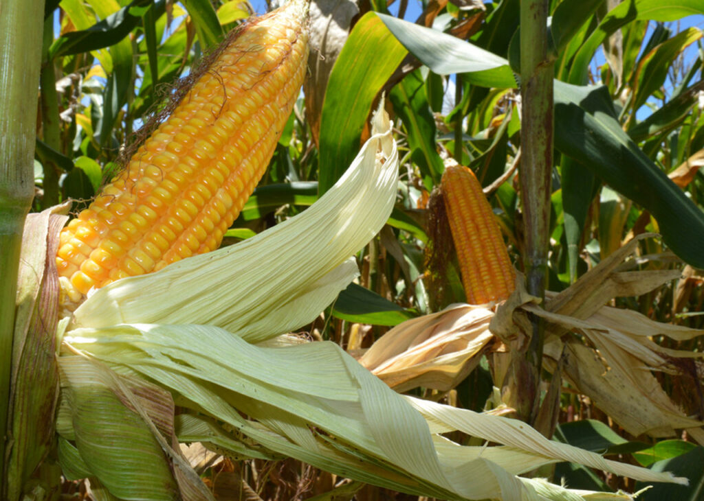 pode reduzir em 25 nitrogenio na adubacao de cobertura do milho