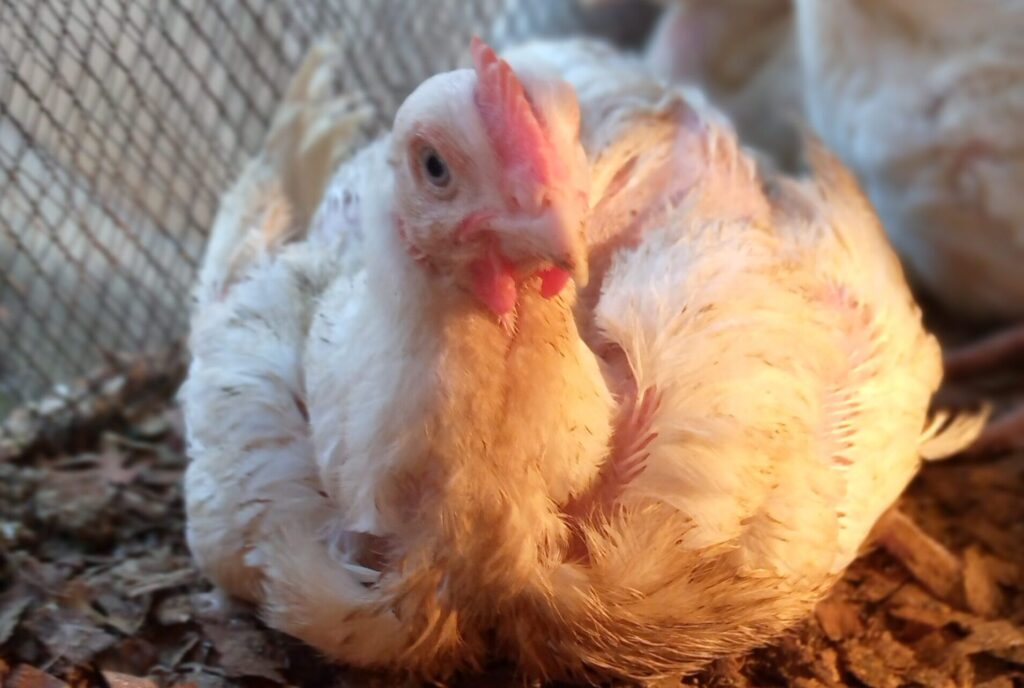 Poder de compra do avicultor gaúcho cai pelo 3º mês consecutivo 2 poder de compra do avicultor gaucho cai pelo 3o mes consecutivo