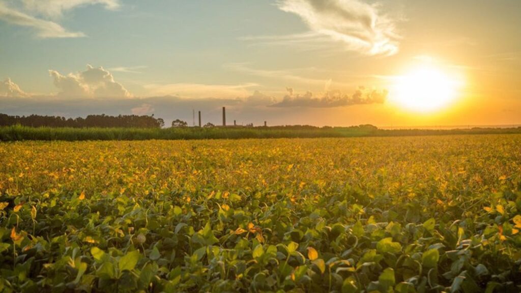 Praga que ameaça soja, milho e algodão é detectado