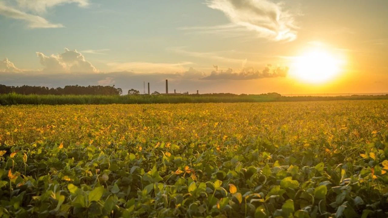 Praga que ameaça soja, milho e algodão é detectado 8 Praga que ameaça soja, milho e algodão é detectado