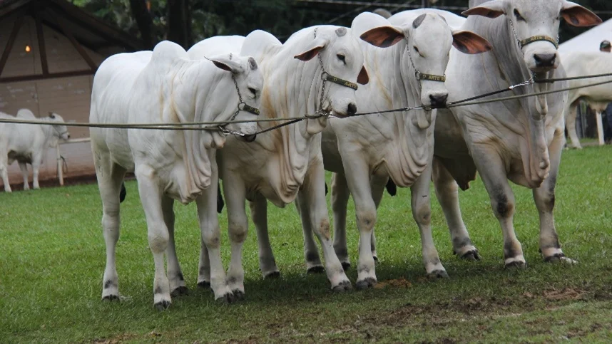 Preço da vaca gorda sobe em São Paulo 6 preco da vaca gorda sobe em sao paulo 1