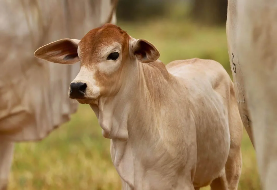 Preço de bezerro despenca; estamos no momento perfeito de compra?