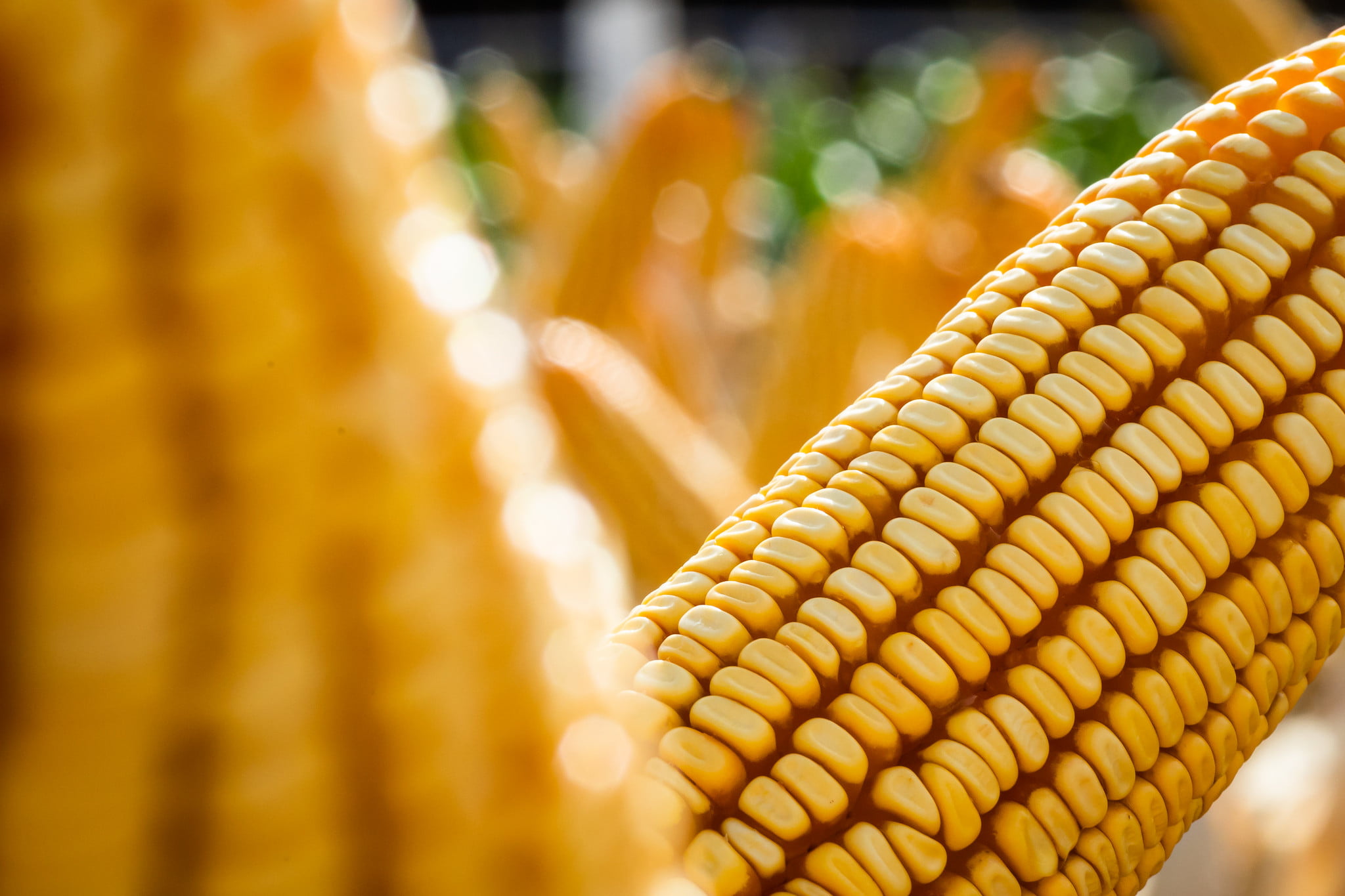 preco do milho segue em queda