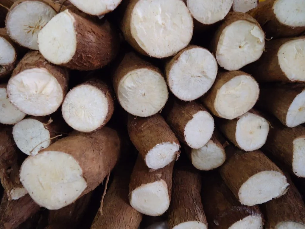 Preços da mandioca seguem em alta 9 Preços da mandioca seguem em alta