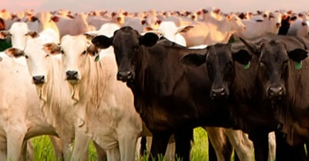 Preços dos animais para reposição voltaram a cair saiba como agir