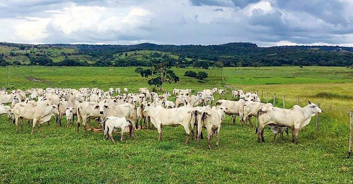 preços firmes na última quinta-feira do ano • Portal DBO 1 preços firmes na última quinta-feira do ano • Portal DBO
