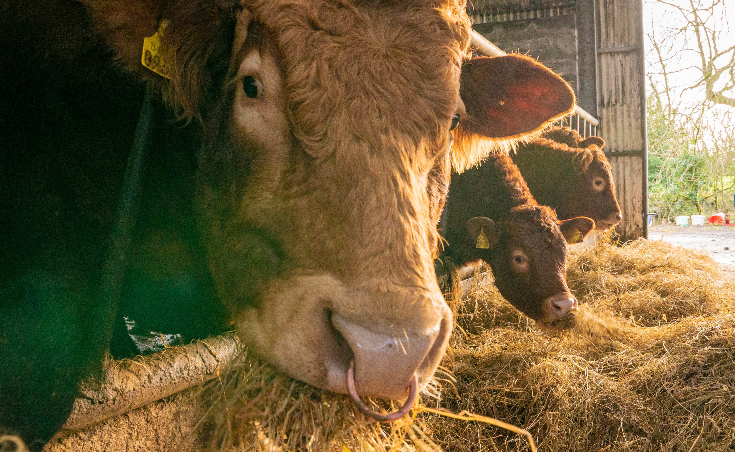 prices for cattle to rise as milk will fall in 2023 teagasc