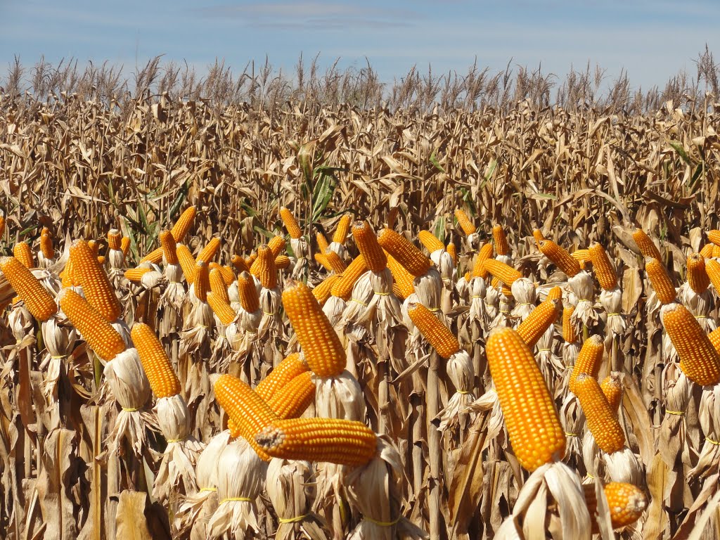 Produção de milho em Mato Grosso aumentou bastante