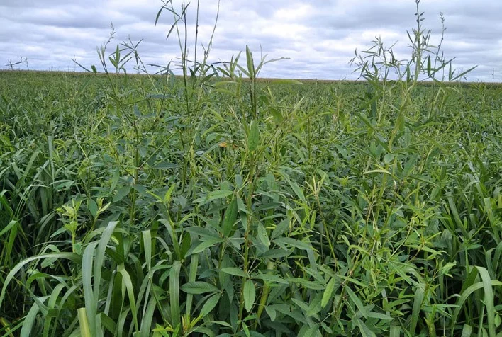 Produtividade da soja cresce até 20% em consórcio de capim com crotalária 1 produtividade da soja cresce ate 20 em consorcio de capim com crotalaria 1