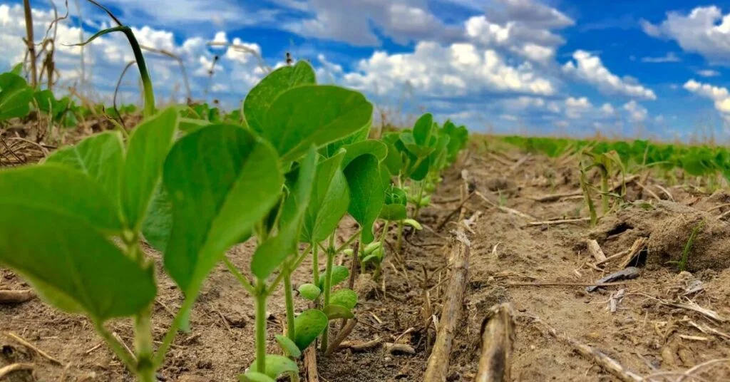 produtor em mt tem ate esta quarta feira 15 para cadastrar area plantada portal dbo 3