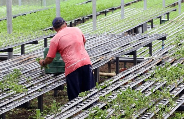 Programas paranaenses liberam mais de R$ 67 milhões para agricultores familiares 1 Programas paranaenses liberam mais de R$ 67 milhões para agricultores familiares