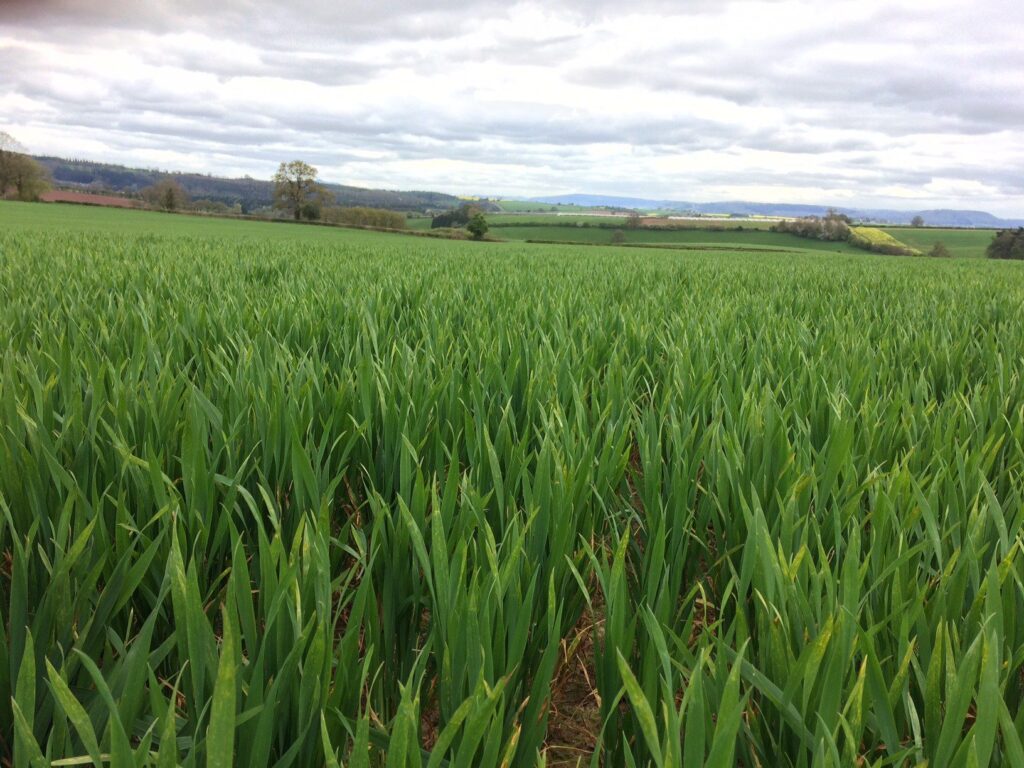 rcsi teams up with syngenta on project to protect crops 1