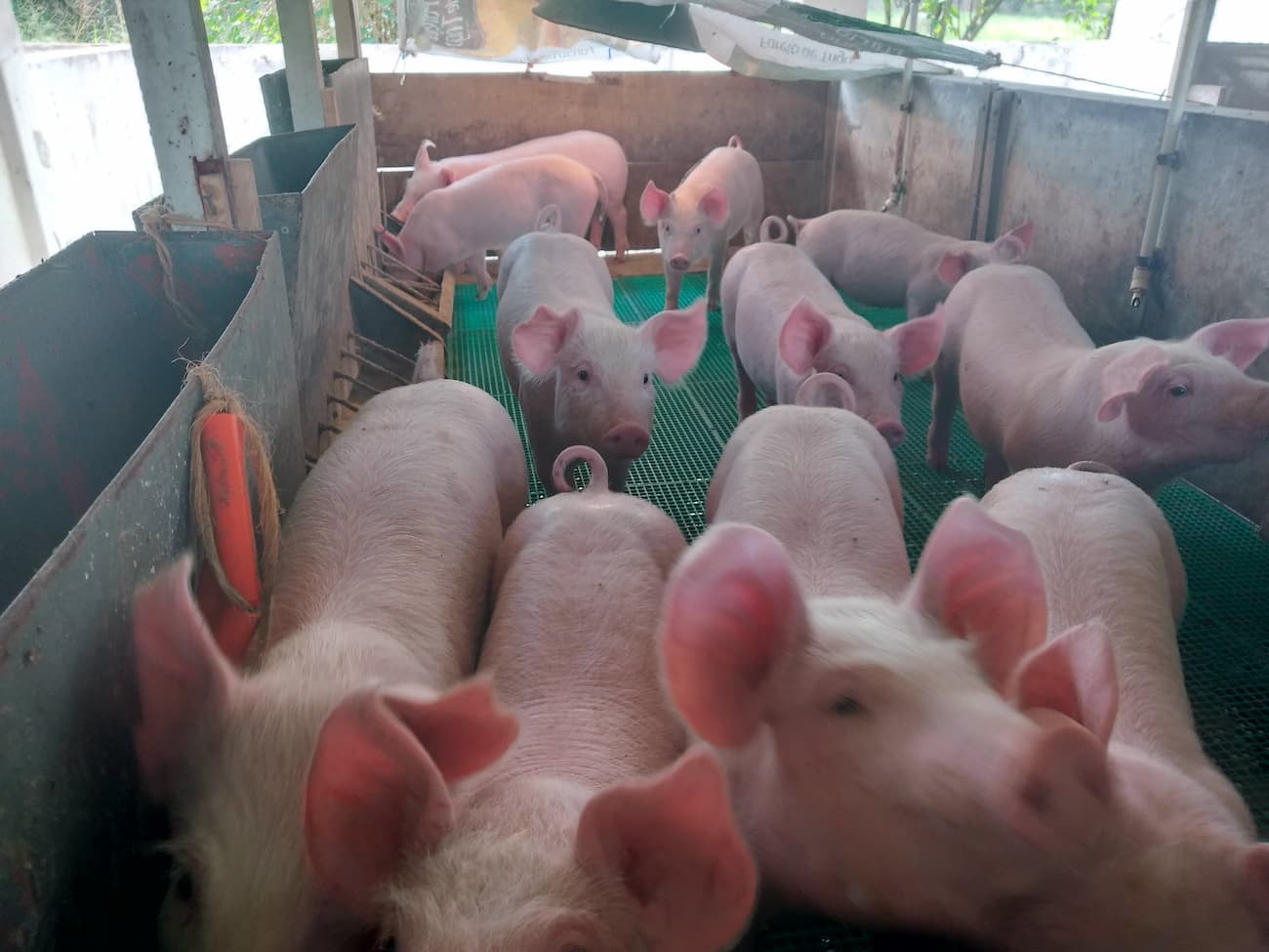 Recorde na exportação de suínos, saiba mais