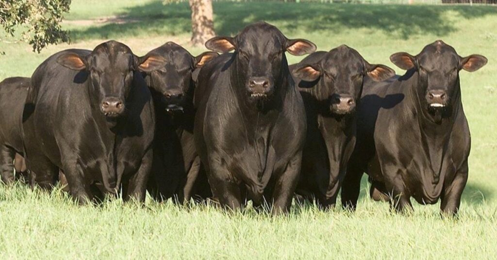 registros de ultrablack tem alta de mais de 70 em 2022 diz aba portal dbo