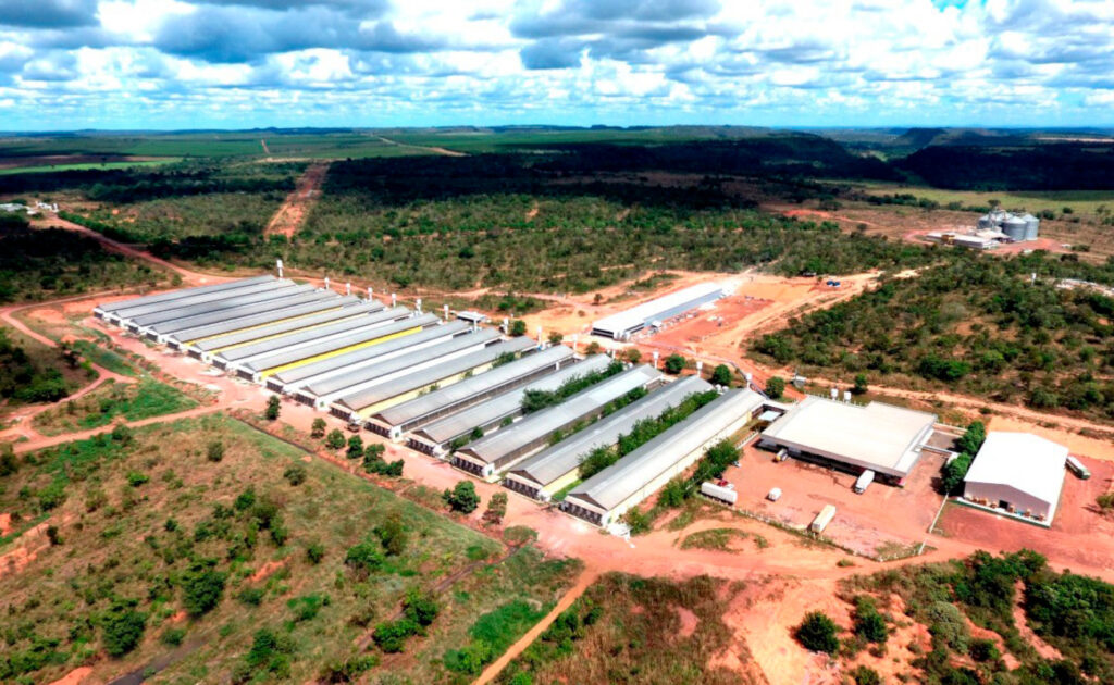 rei do ovo fatura r 15 bi e produz 35 bilhoes de ovos veja video