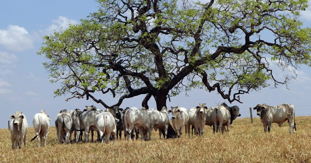 Revista DBO | Pedagogia da produtividade • Portal DBO 4 revista dbo pedagogia da produtividade portal dbo