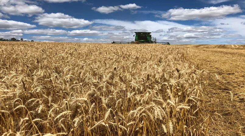 Safras nacional e mundial de trigo devem bater recorde em 22/23 2 Safra de verão tem expectativa positiva para o trigo