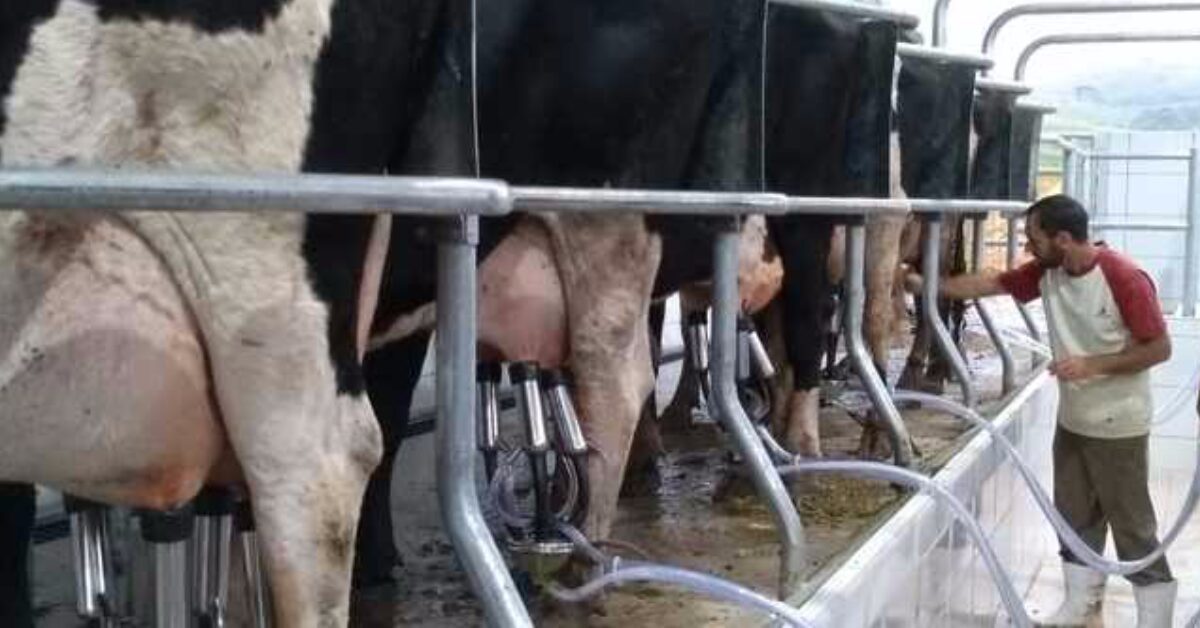 sc pretende criar projeto para aumentar a competitividade do setor leiteiro portal dbo 3