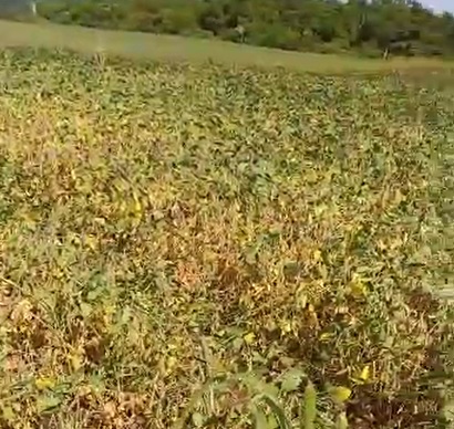 seca produtores mostram situacao critica das lavouras de soja no oeste do parana