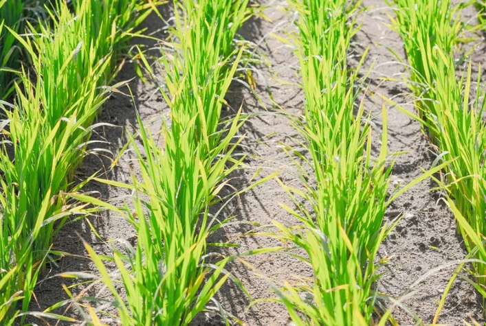 semeadura do arroz esta concluida no rs 1