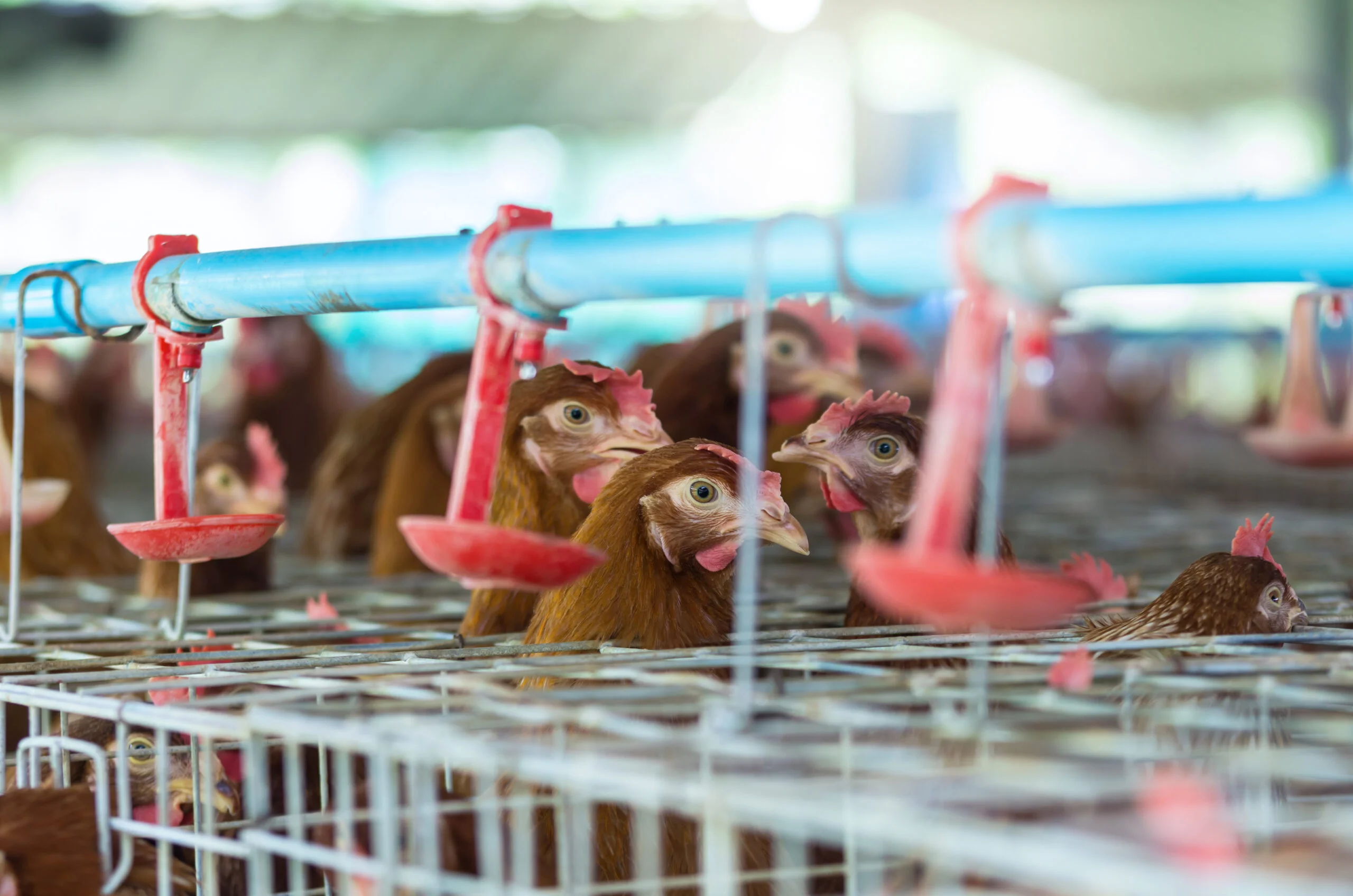 Setor confirma recorde de exportações de carne de frango e recuo na carne suína 6 setor confirma recorde de exportacoes de carne de frango e recuo na carne suina