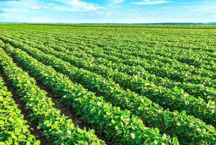 soja em Mato Grosso do Sul tem aumento de 49,4%