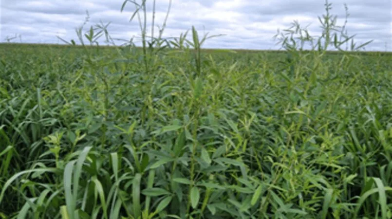 Soja: Produtividade cresce até 20% em consórcio de capim com crotalária 11 soja produtividade cresce ate 20 em consorcio de capim com crotalaria