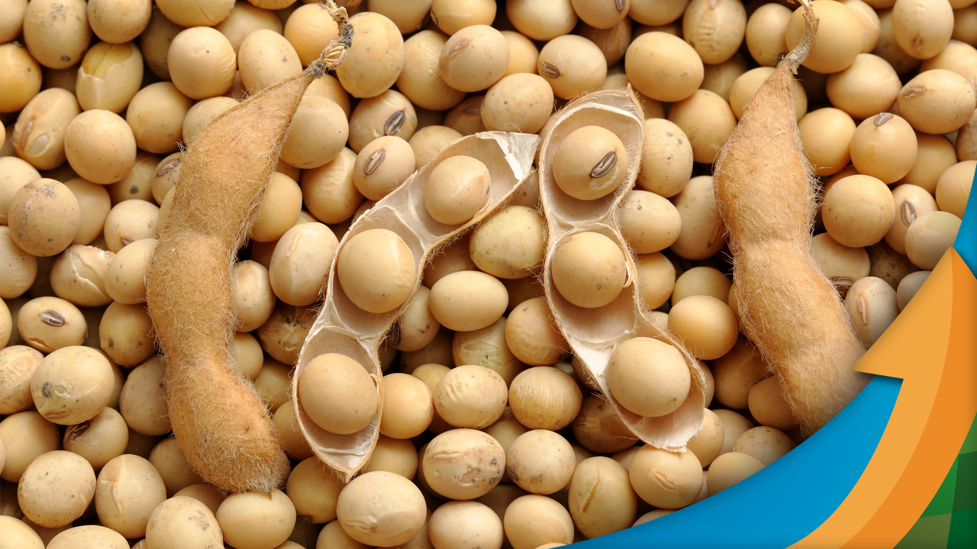 soja tem se sustentado acima dos us1420 por bushel mas mercados agricolas