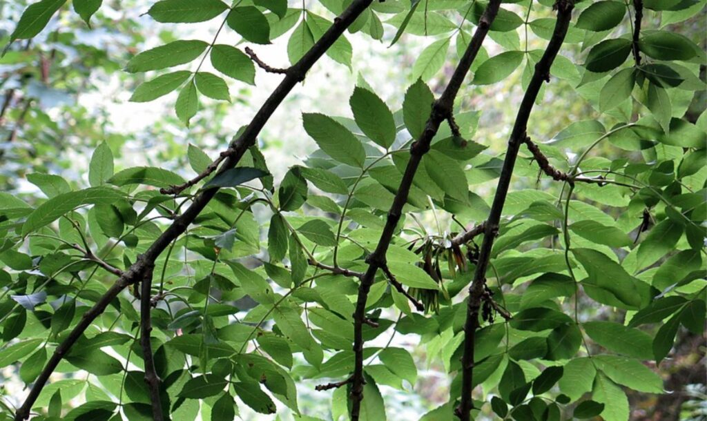 source of ash dieback in ireland remains unknown minister