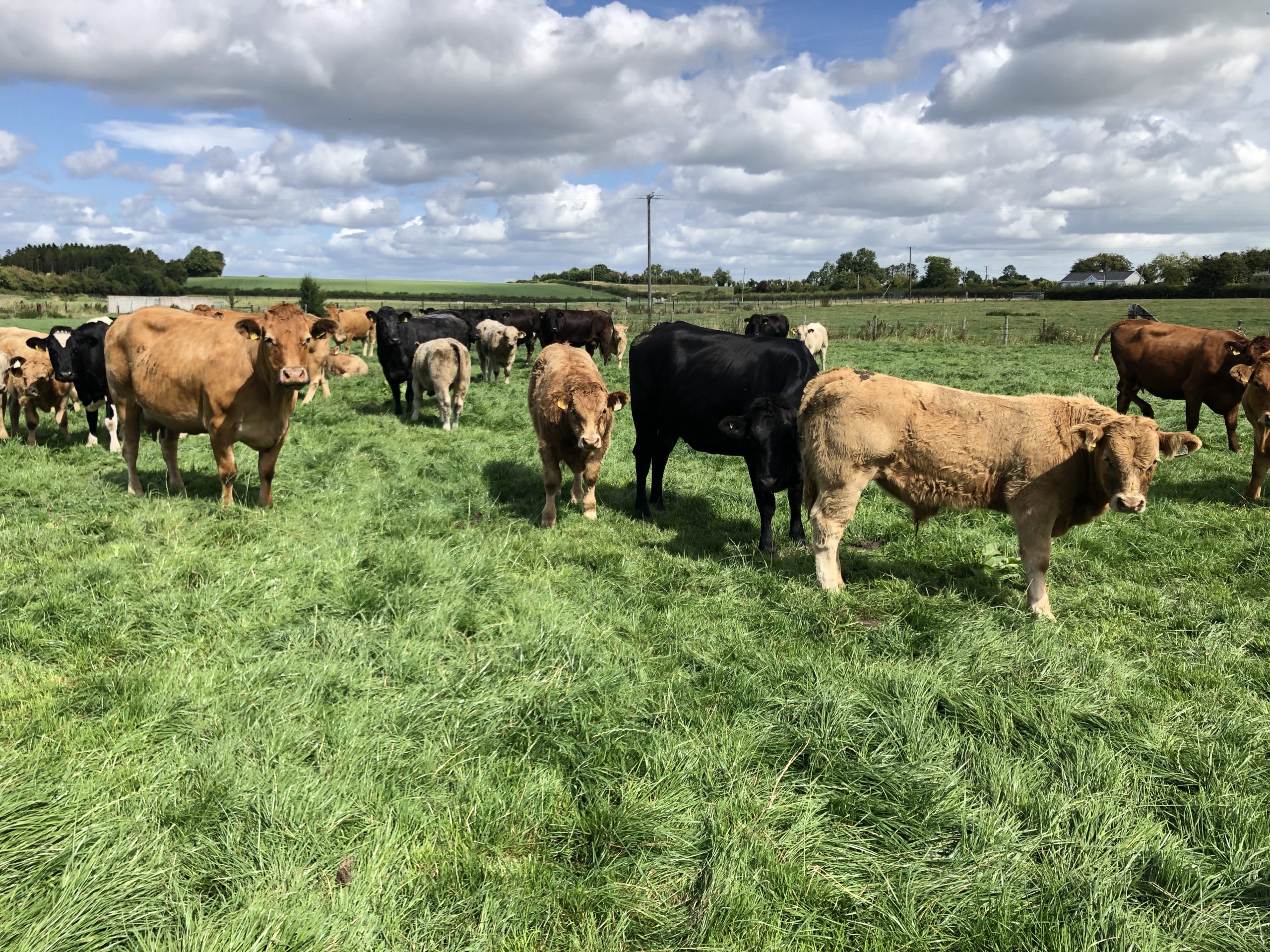 suckler calvings down by over 24000 head to date this year