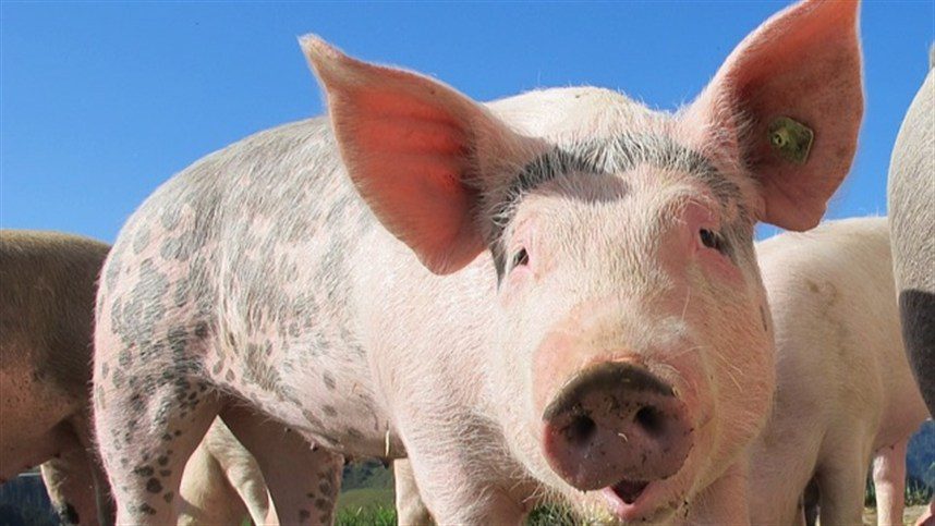 Suíno, Milho, Farelo de Soja e Inflação em fevereiro de 2023 4 suinocultores conquistaram o primeiro reajuste de dezembro 4