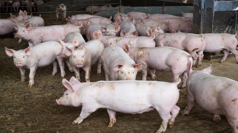 Demanda aquecida mantém preço de suínos em alta