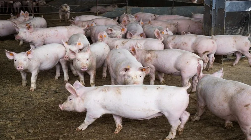 Demanda aquecida mantém preço de suínos em alta 9 Bem-estar animal impacta produtividade na suinocultura?