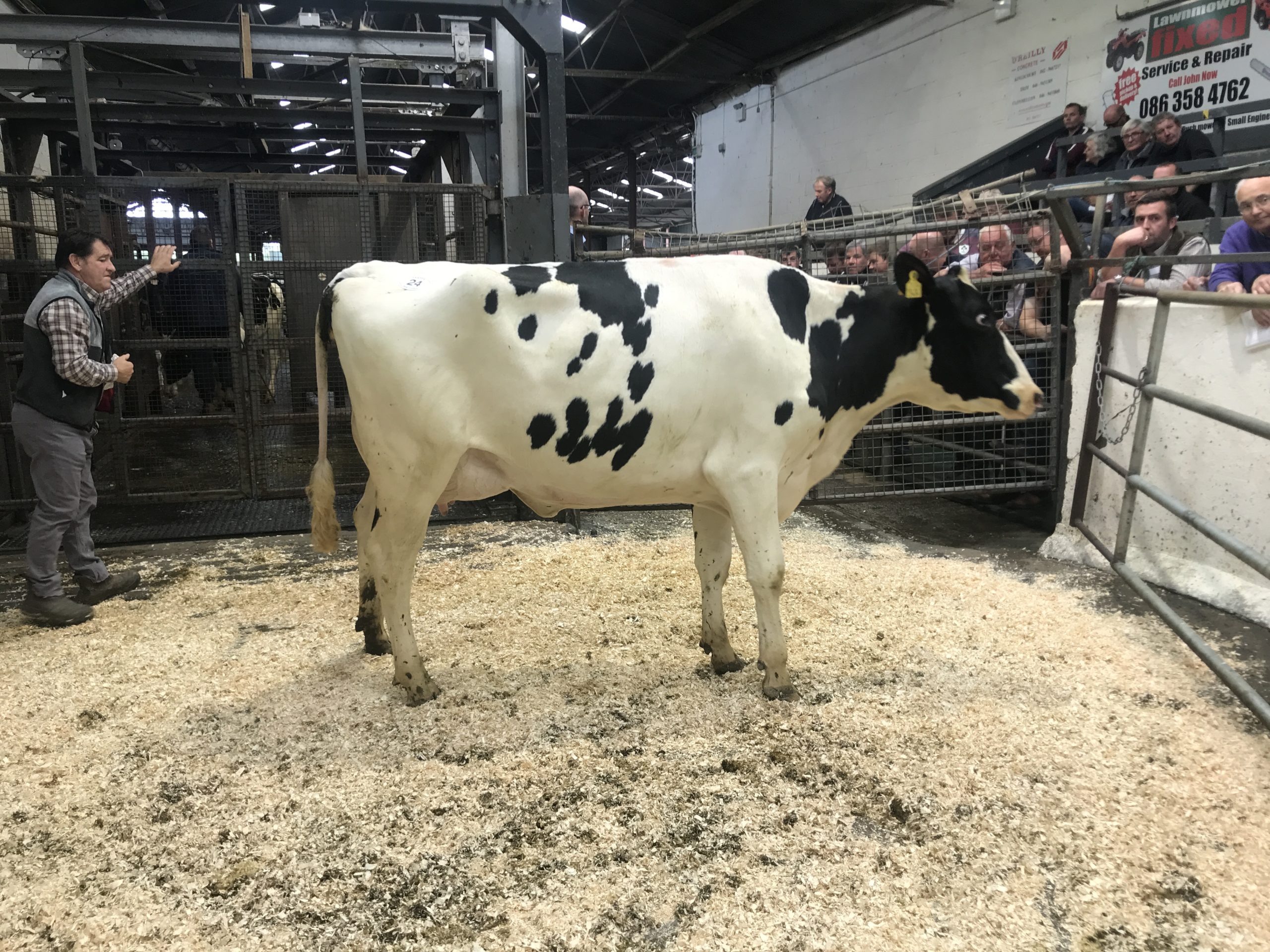 taaffe auctions dairy sale brings top price of 3500gns 1
