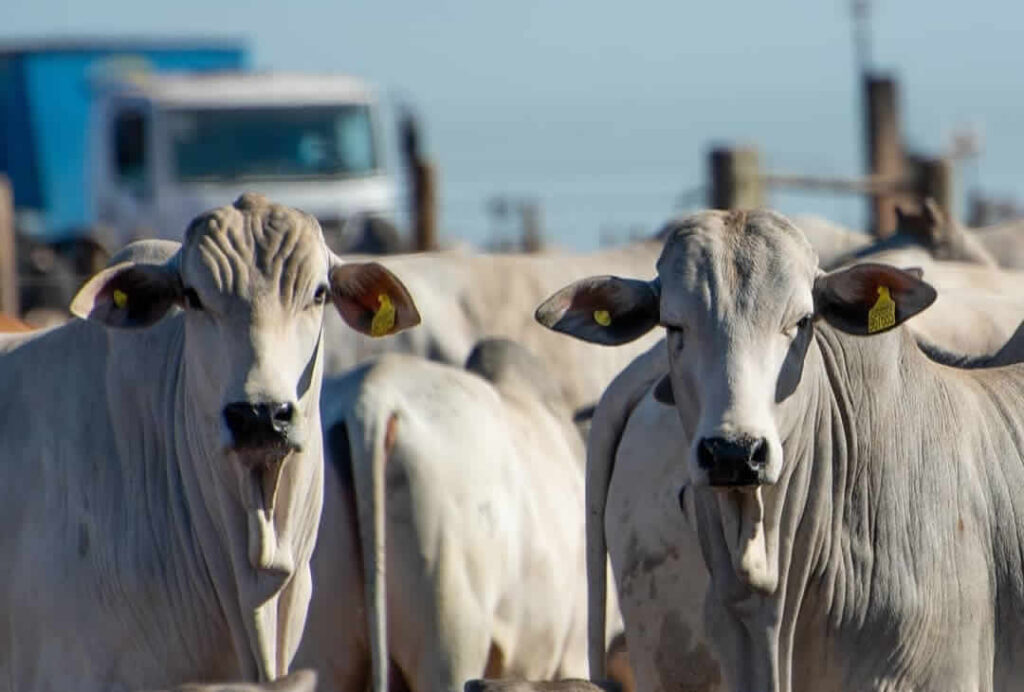taxacao do agro veja quando comeca a cobranca 2