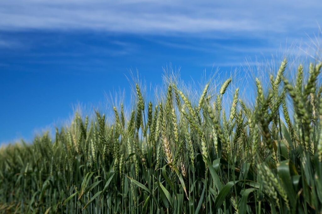 Técnicas nucleares para rastrear micronutrientes 6 Técnicas nucleares para rastrear micronutrientes