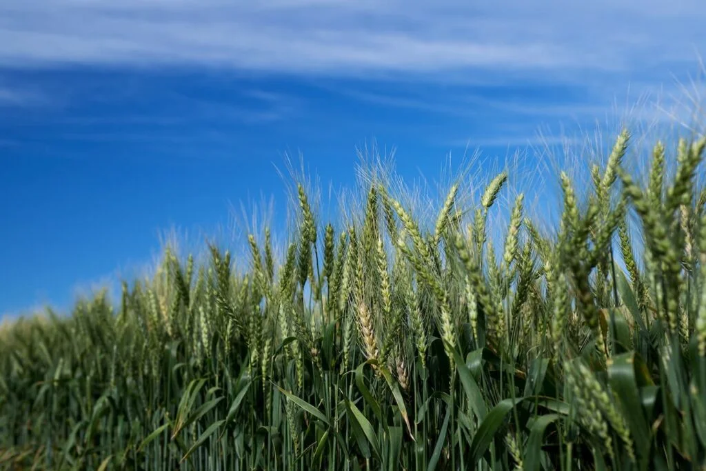Técnicas nucleares para rastrear micronutrientes