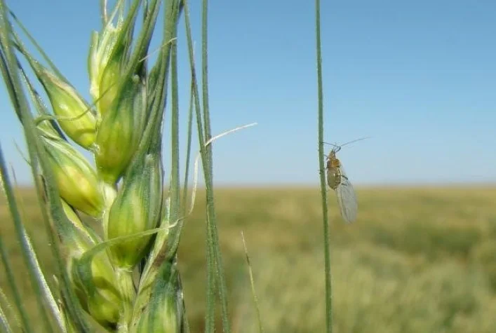 tecnologia de informacao no combate a pragas e doencas no trigo