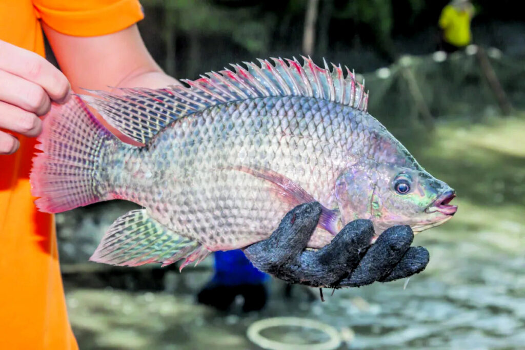Veja Inteligência Artificial que mede peixes
