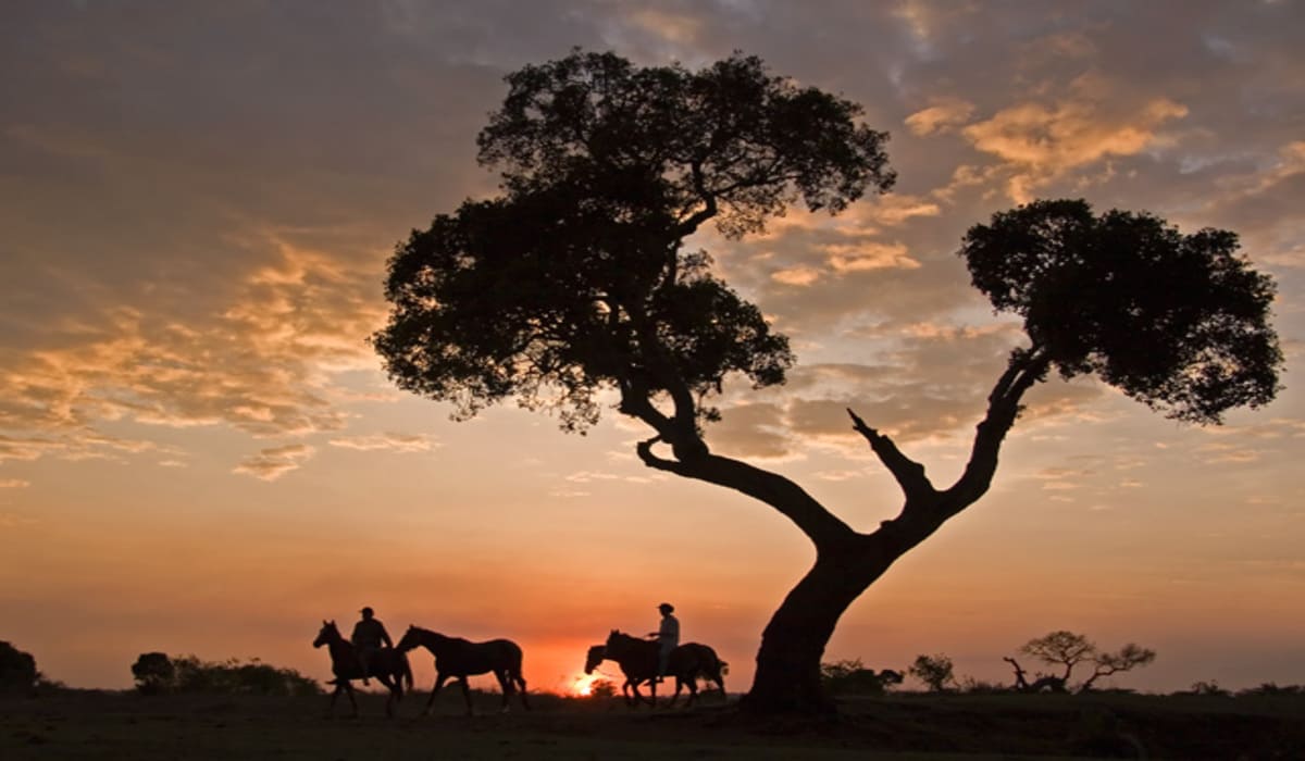 Toda beleza da natureza e dos cavalos no Quênia
