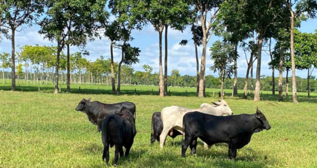 Cotações do boi gordo nas principais praças brasileiras