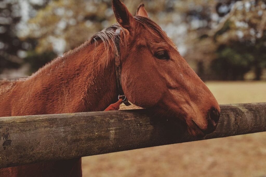 Saiba tudo sobre sal mineral para cavalo!