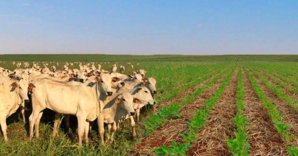 Valor Bruto da Produção agropecuária de 2022 deve ter batido recorde, diz CNA • Portal DBO 2 valor bruto da producao agropecuaria de 2022 deve ter batido recorde diz cna portal dbo