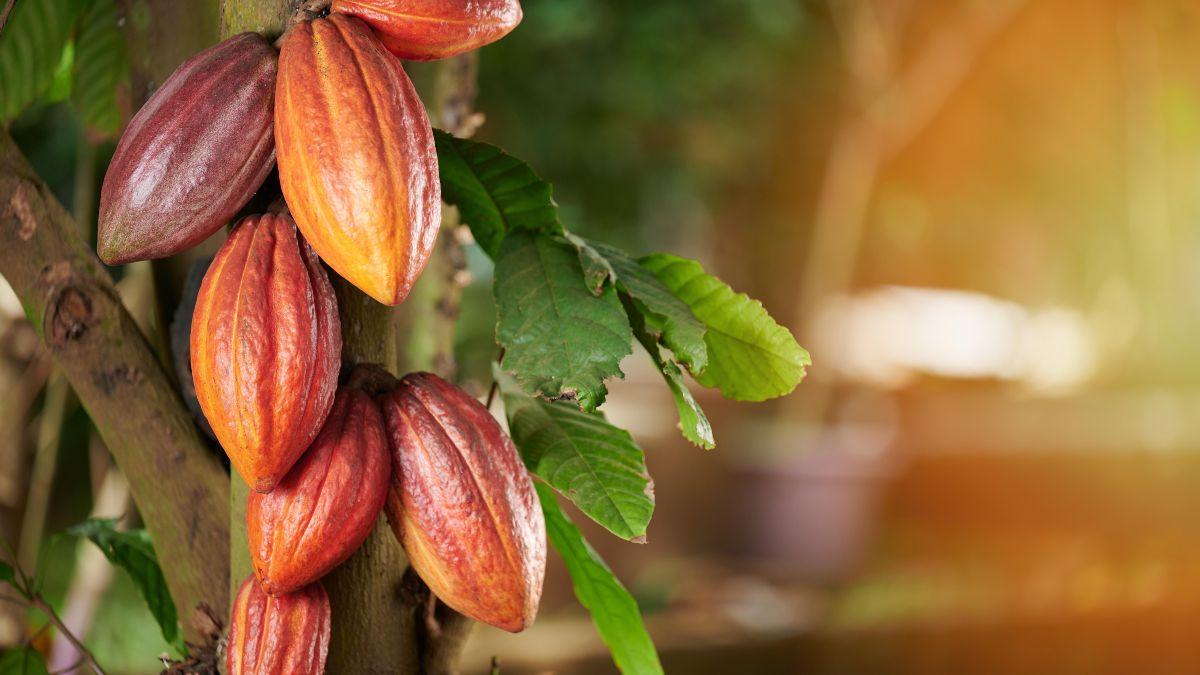 vassoura de bruxa em plantacoes de cacau e cupuacu
